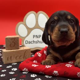 Phil - Black and tan male Dachshund puppy in Ben Wheeler, Texas from P&P Dachshunds