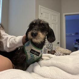 Boxer and Dachshund All Grown Up from Bella Familia Puppies