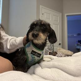 Boxer and Dachshund All Grown Up from Bella Familia Puppies