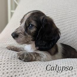 Calypso - Piebald female Dachshund puppy in Valley Center, California from Destiny Dachsunds