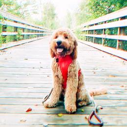 Goldendoodle Puppies from Hobble Creek Farms