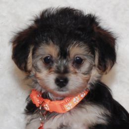 Dachshunds and Yorkipoos from Tiny Puppy Tails