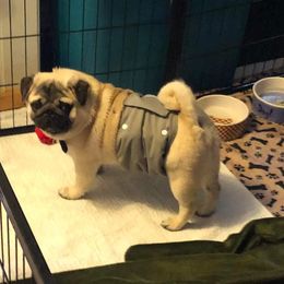 Maverick - Pug