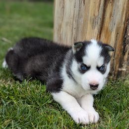 Siberian Husky Puppies from Glacier Run Huskies