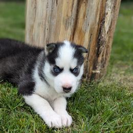 Siberian Husky Puppies from Glacier Run Huskies
