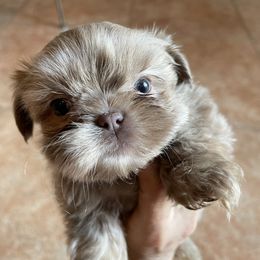 Chiquis - Lilac female Shih Tzu puppy in Oak Hills, California from High Desert  Shih Tzu