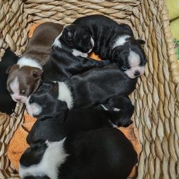 Boston Terrier Puppies from Lehi Valley Boston Terriers