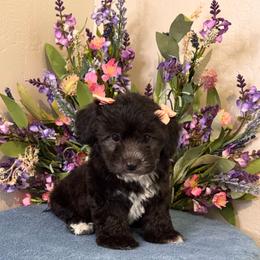 Tatiana - Black & white female Maltipoo puppy in Bakersfield, California from Silvia's Maltipoos