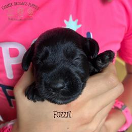 Fozzie - Black and tan male Schnoodle puppy in Sedalia, Missouri from Farmer Brown's Puppies