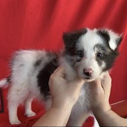 Right Blue Eye - Blue merle and white male Shetland Sheepdog puppy in Dayton, Ohio from Buckeye Shelties