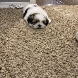 Shih Tzu Puppies from GiGi’s Little Tzu