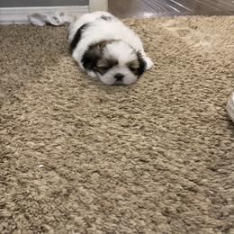 Shih Tzu Puppies from GiGi’s Little Tzu