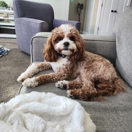 Cavapoo Puppies from North Ranch Doodles