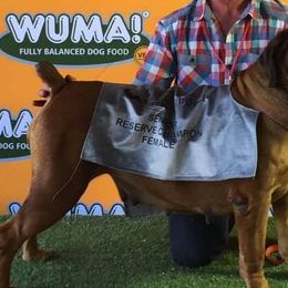 Boerboels and Rottweilers from Schwarzbachtal