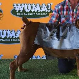 Boerboels and Rottweilers from Schwarzbachtal