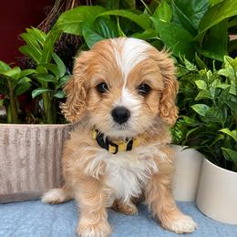 River - Apricot male Cavapoo puppy in Grove, Oklahoma from Rocky Oak Cavaliers & Biewer Terriers LLC