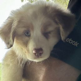 Australian Shepherd Puppies from Haven Farms Australian Shepherds