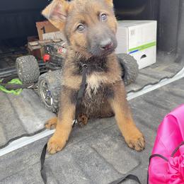 Dachshund and German Shepherd Puppies from Illyria Dox & GSD