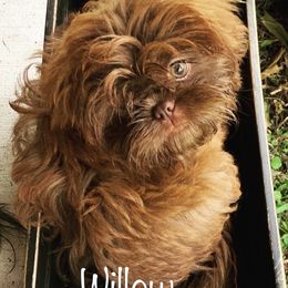 Willow - Shih Tzu