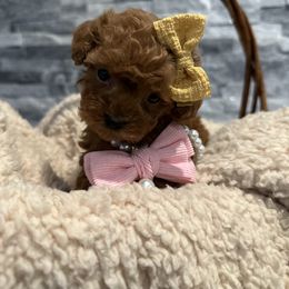 Cavapoo, Cockapoo, and Poodle Puppies from Heavenly Puppies to Love