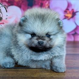 Grizz - Cream sable male Pomeranian puppy in Fultonville, New York from Sandy Aussies & Pomeranians