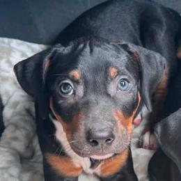 Female 3 - Black female Catahoula Leopard Dog puppy in Crestview, Florida from C4 Kennels of FL & AL