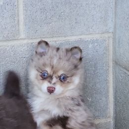 Boy 1 - Merle male Pomsky puppy in Gladstone, Virginia from Rustic Charms Miniature Huskys