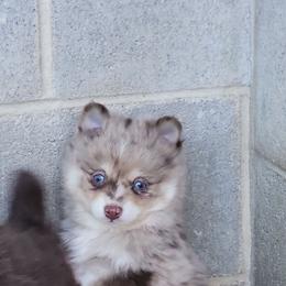 Boy 1 - Merle male Pomsky puppy in Gladstone, Virginia from Rustic Charms Miniature Huskys