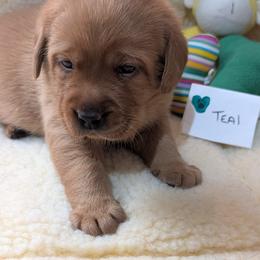 Teal Dot - Yellow female Labrador Retriever puppy in Farmingdale, New Jersey from Familyraised Labradors