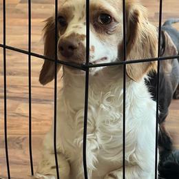 Angel - Dachshund