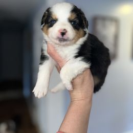 Boy 3 - Black tri Miniature Australian Shepherd puppy in Greensboro, North Carolina from Rambling L Toy& Mini Aussies