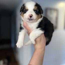 Boy 3 - Black tri Miniature Australian Shepherd puppy in Greensboro, North Carolina from Rambling L Toy& Mini Aussies