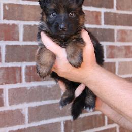 Boy 2 - Black and red male German Shepherd puppy in Mount Vernon, Missouri from German Haus German Shepherds LLC