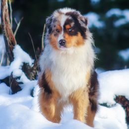 Jango - Miniature American Shepherd