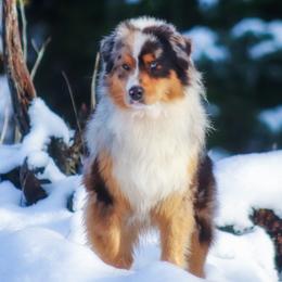 Jango - Miniature American Shepherd