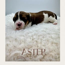 Aster - Sable and white male Cavachon puppy in Awendaw, South Carolina from LierChonPoo