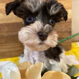 Girl 5 - Parti female Miniature Schnauzer puppy in Malvern, Arkansas from Deep South Miniature Schnauzers