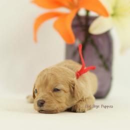 Regina (Red Collar Female) - Apricot female Cavapoo puppy in Republic, Missouri from Red Skye Puppies