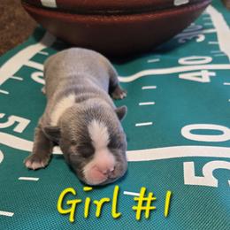Boston Terrier Puppies from Grandma's Boston Terriers