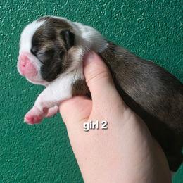 Girl 2 - Brindle and white female Boston Terrier puppy in Denver, Colorado from Diamonds In The Ruff Boston Terriers