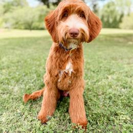 Cash (Guardian Opportunity) - Red  male Goldendoodle puppy in Ooltewah, Tennessee from Allison Family Doodles