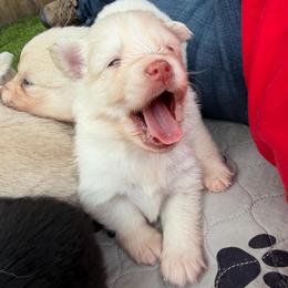 Gus McCrae - White male Pomsky puppy in Blue Earth, Minnesota from Blue Sky Pomsky