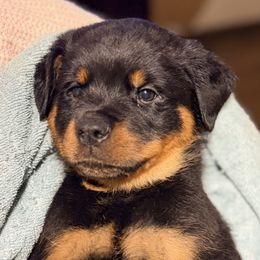 Pepe - Black and mahogany male Rottweiler puppy in Hillsville, Pennsylvania from German Select Rottweilers