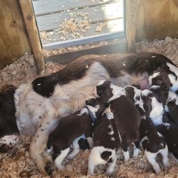 English Springer Spaniel Puppies from 31 Pines Springers & Retrievers