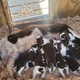 English Springer Spaniel Puppies from 31 Pines Springers & Retrievers