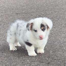 Wilder- (Fluff carrier, Bluie Blue Merle) - Blue merle and white male American Corgi puppy in Scottown, Ohio from Wyndy Ridge Corgis