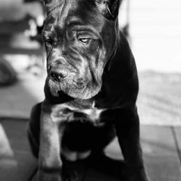 Cane Corso Puppies from Virtue Cane Corso