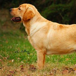 Labrador Retrievers from BonaVenture Labradors
