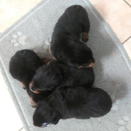 Rottweilers from GHK Grind Hard Kennels