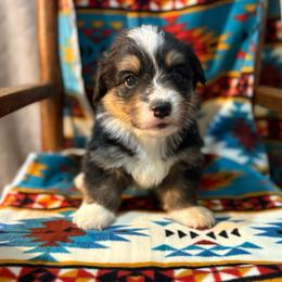Badger-full fluffy - Black and tan male American Corgi puppy in Decatur, Texas from Bar S Corgis